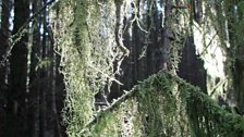 Tree moss