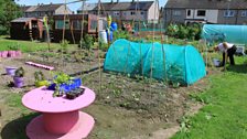 Hawthorn allotments