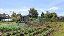 Hawthorn allotments