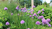 Hawthorn allotments