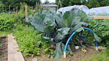 Hawthorn allotments