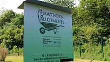 Hawthorn allotments