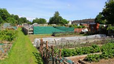 Hawthorn allotments