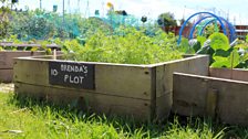 Hawthorn allotments