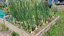 Hawthorn allotments