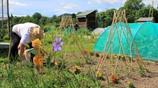 Hawthorn allotments