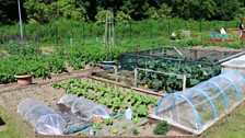 Hawthorn allotments