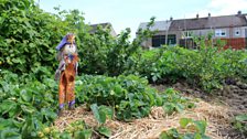 Hawthorn allotments