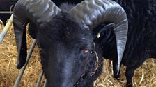 Hebridean sheep