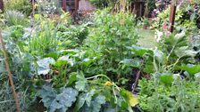 Raised beds