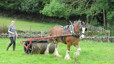 George the Clydesdale rolling a field