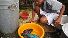 Preparing parrotfish to eat in Fiji