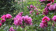 Dunham Massey's rose-garden