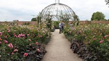 Dunham Massey's rose-garden