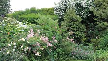 Pretty cluster of Ballerina Roses.jpg