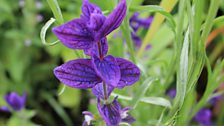 Salvia Viridis Grown From Seed.jpg