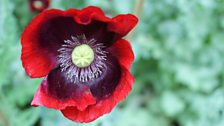 Poppy 'Cherry Glow'.jpg