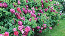 A mountain of Charles de Mills Roses.jpg