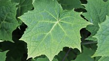 Foliage Detail of Kirengeshoma Palmata.jpg