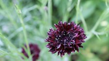 Cornflower grown from seed.jpg