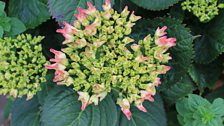 Hydrangea About to Bloom.jpg