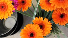 Gerberas