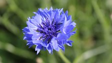 Lovely Corn Flower