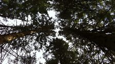 Helen's worm's-eye view into the trees