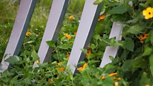 Fork detail with planting