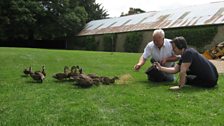 The young ducklings were quite happy to come very close to be fed