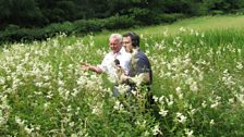 In among the meadowsweet