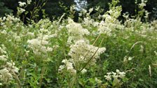 Meadowsweet