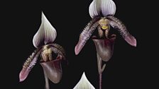 Paph Ciliolare Orchid