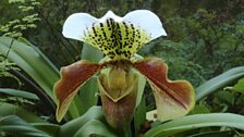 Paphiopedilum