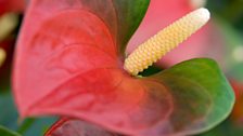 Anthurium