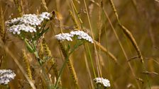 The beautiful meadow surrounded by natural materials