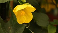 Abutilon in the Floral Pavilion