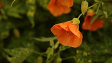 The bell-shaped flower of the abutilon