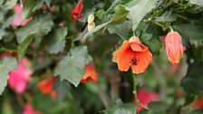 Abutilon plants can be perennial or annual