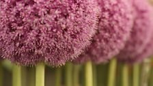 Alliums in the Floral Pavilion