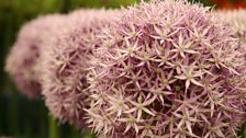 The showy heads of the allium