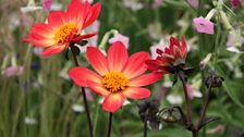 Dahlia's in the Floral Pavilion