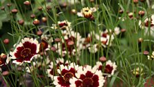 Coreopsis on display