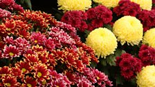 Chrysanthemum