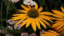 The prominent central cone of an echinacea