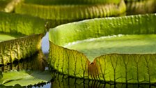 Amazonian Waterlily