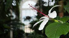 Hibiscus punaluuensis