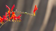 Colourful flowers feature throughout