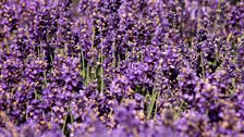 Lavender hedges