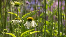 Details of the planting